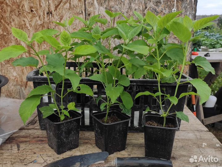 Гортензия древовидная Анабель