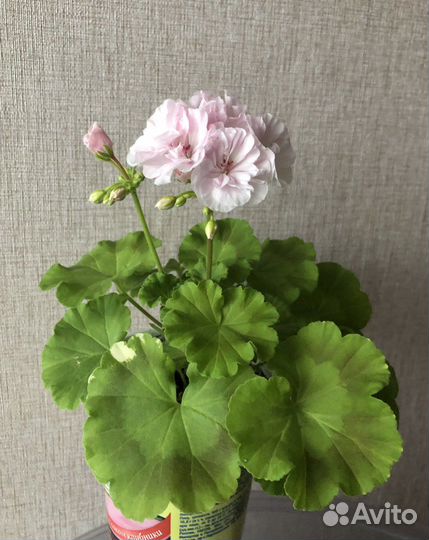 Пеларгония