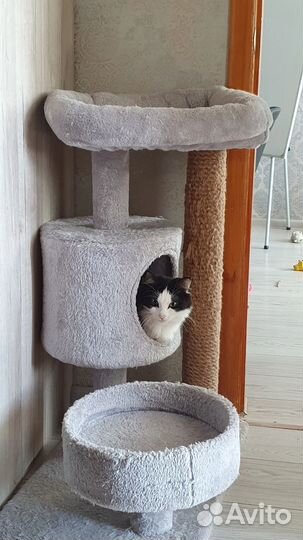 Кошка в добрые руки