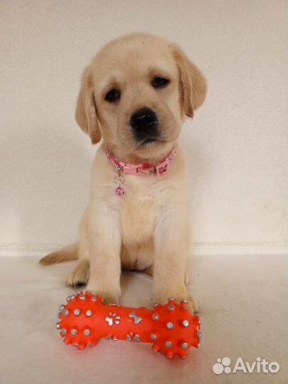 Щенки лабрадора