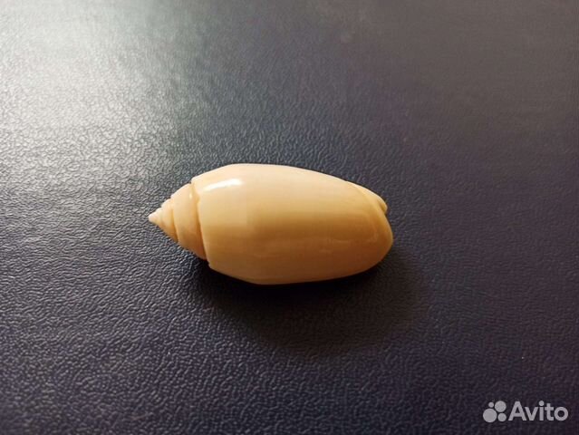 Морская раковина