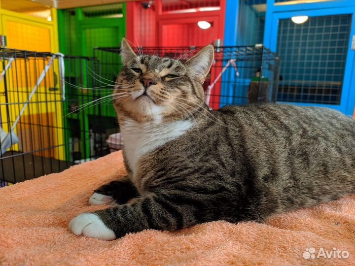 Кошка Лайма, 5 лет, из приюта Домик