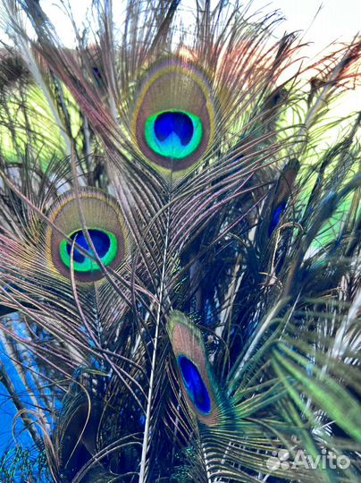 Павлиньи перья