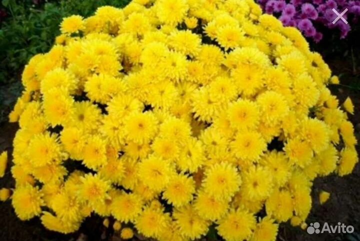 Хризантема рассада