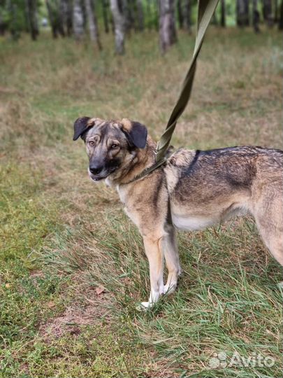 Собака Мира из приюта Некрасовка ищет дом