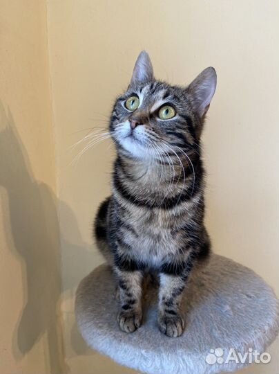 Тигруля красотуля