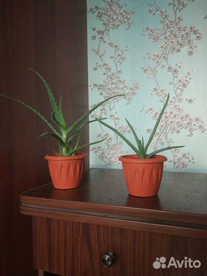 Алоэ вера алоэ древовидный