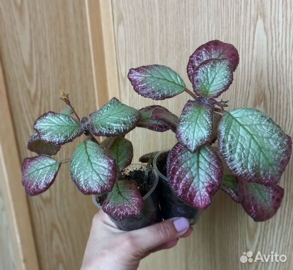 Эписция сортовая