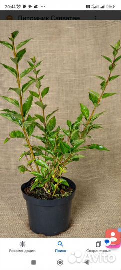 Форзиция саженцы