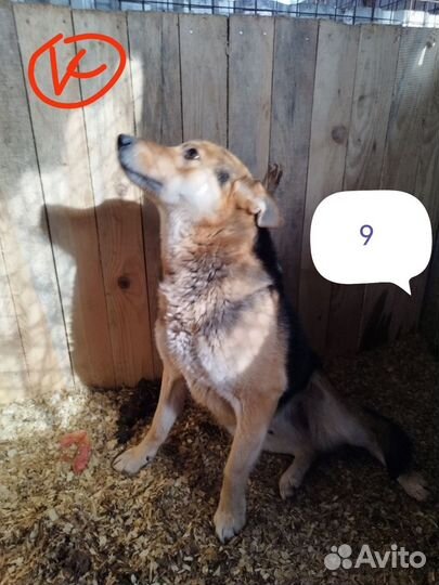 Собачки ищут дом