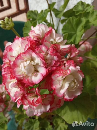 Продам цветы комнатные