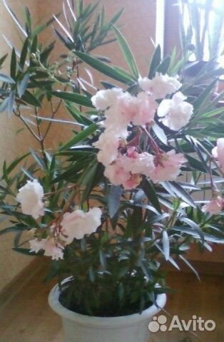 Олеандр махровый