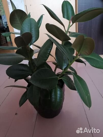 Калатея варшевича, фикус эластика, хойя лиза
