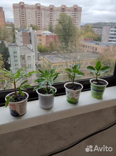 Герань,каланхоэ цветущее,оленьи рожки,традесканци