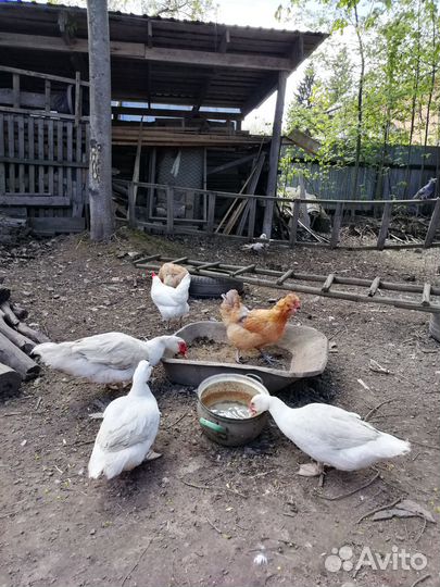 Яйца индоутки