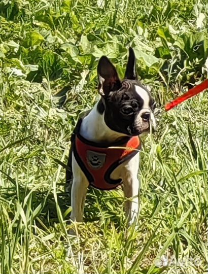 Бостон терьер девочка