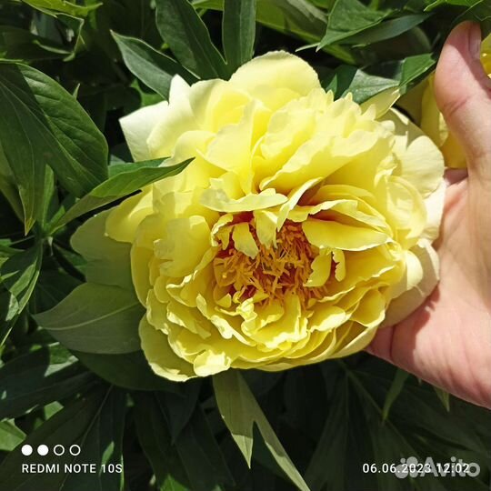 Пионы для сада