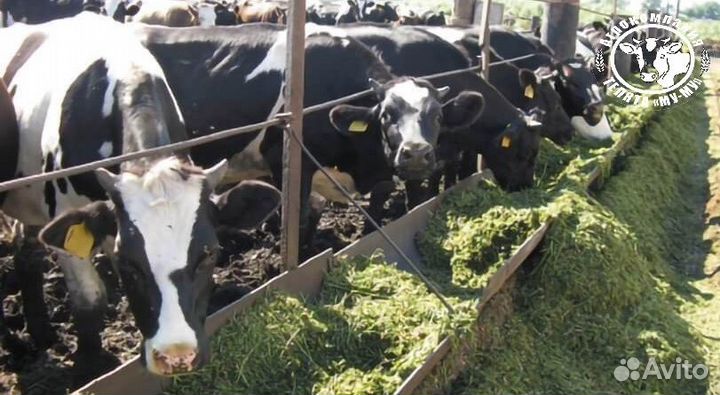 Телята бычки