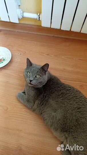 Кот шартрез ищет дом