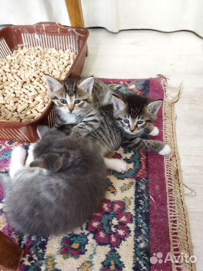 Котята в добрые руки бесплатно