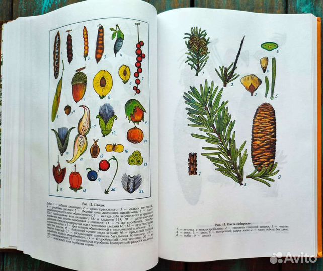 Ботаническая книга деревья