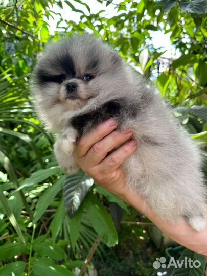 Шпиц девочка мерле