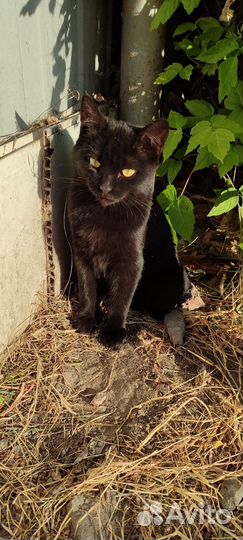 Котика зовут УголЁк. Догадайтесь какого он цвета)