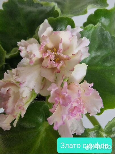 Сортовые фиалки цветущие