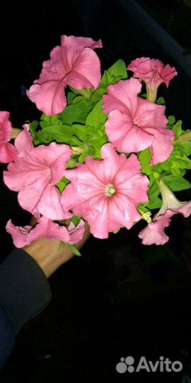 Овощная и цветочная рассада