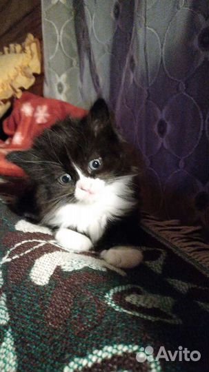 Кошка в дар бесплатно
