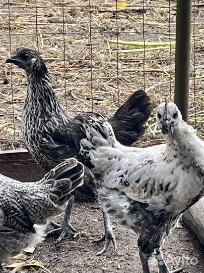 Инкубационное яйцо