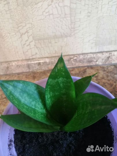 Сансевиерия ханни