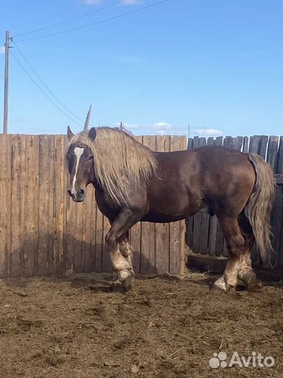 Жеребец тяжеловоз советский