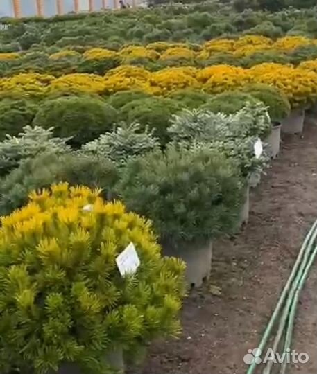 Сосна обыкновенная