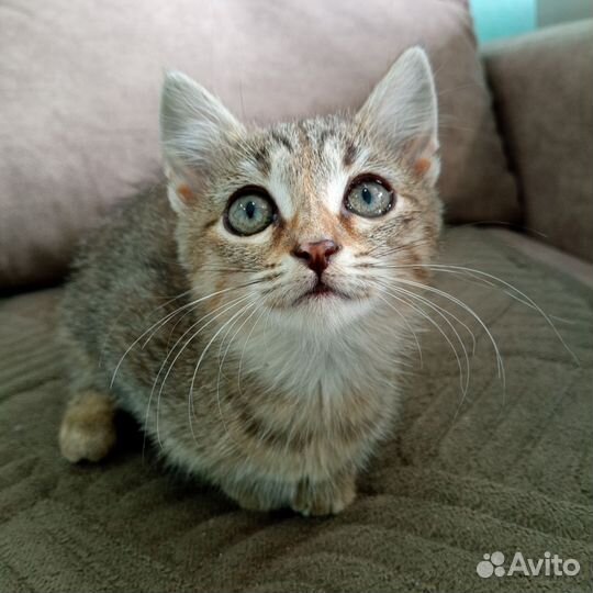 Котята сибирской кошки