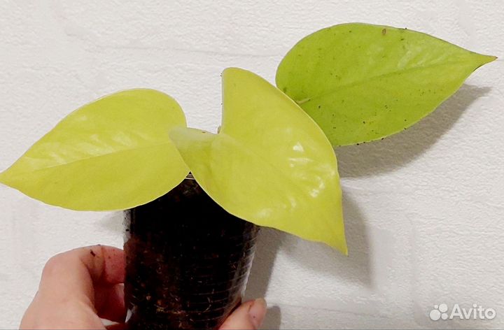 Сциндапсус Неон