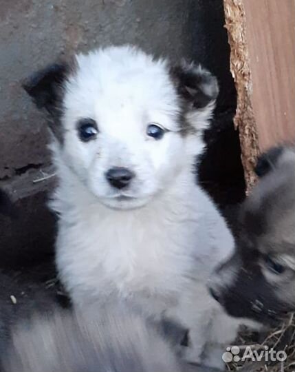 Байкал в поисках дома