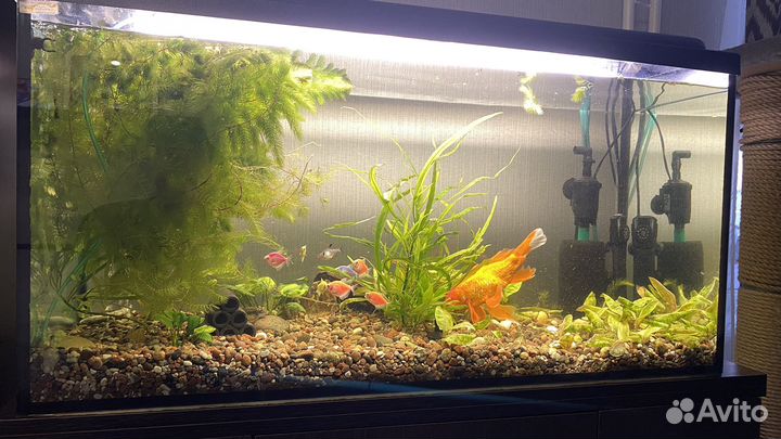 Аквариум 200 литров