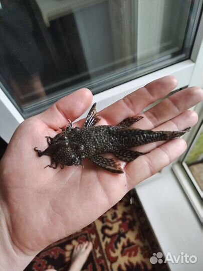 Анцитрусы и гуппи