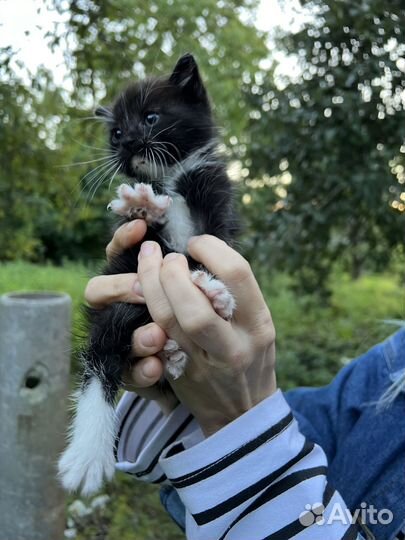 Котенок девочка в добрые руки