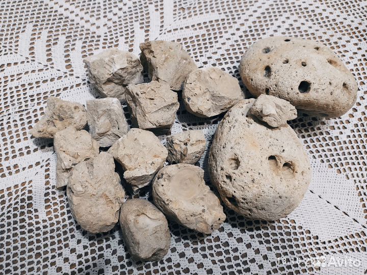 Окаменелости ракушек