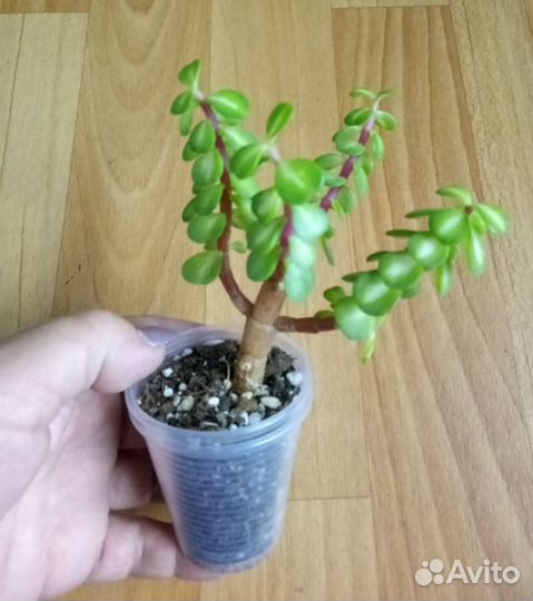 Портулакария Афра медиопикта