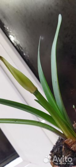 Валотта прекрасная