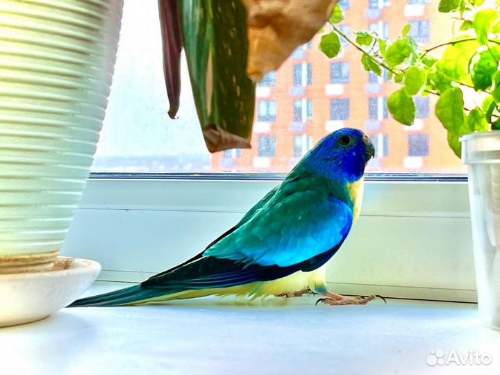 Глянцевые попугаи