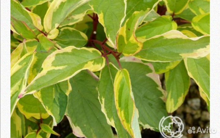 Декорация, розы, хвойные