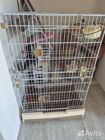 Клетка + 2 шиншиллы