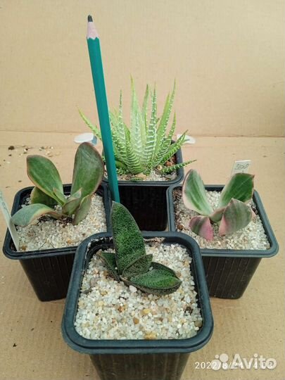 Монадениум