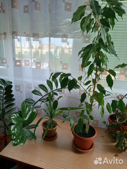 Фикус бенджамина большой