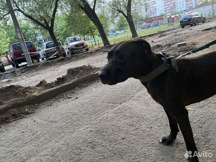 Питбультерьер