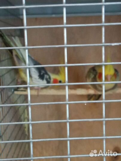 Попугаи. Белая безщëкая